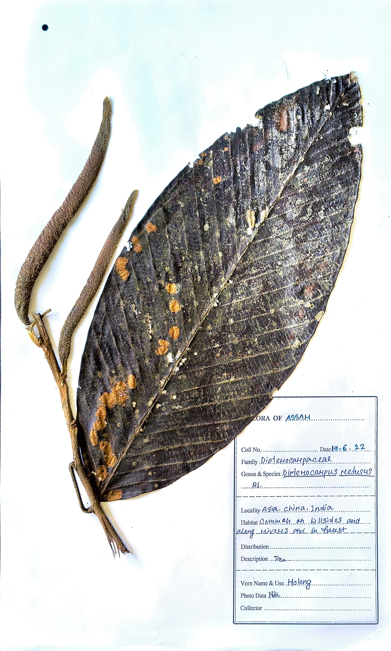 Hollong (Ass.) (Herbarium)